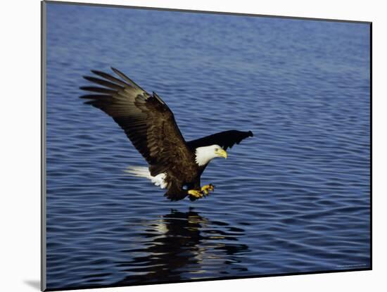 Bald Eagle (Haliaetus Leucocephalus) in February, Alaska, USA-David Tipling-Mounted Photographic Print