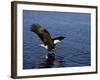 Bald Eagle (Haliaetus Leucocephalus) in February, Alaska, USA-David Tipling-Framed Photographic Print