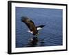 Bald Eagle (Haliaetus Leucocephalus) in February, Alaska, USA-David Tipling-Framed Photographic Print