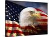 Bald Eagle Head and American Flag-Joseph Sohm-Stretched Canvas