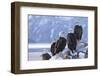 Bald Eagle, Homer, Alaska, USA-Keren Su-Framed Photographic Print