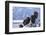 Bald Eagle, Homer, Alaska, USA-Keren Su-Framed Photographic Print