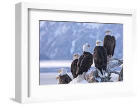 Bald Eagle, Homer, Alaska, USA-Keren Su-Framed Photographic Print