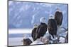 Bald Eagle, Homer, Alaska, USA-Keren Su-Mounted Photographic Print