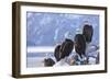 Bald Eagle, Homer, Alaska, USA-Keren Su-Framed Photographic Print