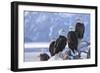 Bald Eagle, Homer, Alaska, USA-Keren Su-Framed Photographic Print