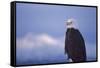 Bald Eagle, Homer, Alaska, USA-Keren Su-Framed Stretched Canvas