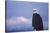 Bald Eagle, Homer, Alaska, USA-Keren Su-Stretched Canvas