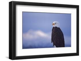 Bald Eagle, Homer, Alaska, USA-Keren Su-Framed Photographic Print