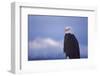 Bald Eagle, Homer, Alaska, USA-Keren Su-Framed Photographic Print