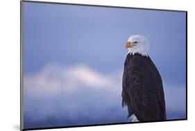 Bald Eagle, Homer, Alaska, USA-Keren Su-Mounted Photographic Print