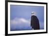 Bald Eagle, Homer, Alaska, USA-Keren Su-Framed Photographic Print