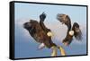Bald Eagle, Homer, Alaska, USA-Keren Su-Framed Stretched Canvas
