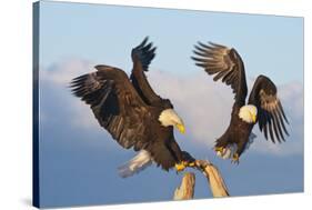 Bald Eagle, Homer, Alaska, USA-Keren Su-Stretched Canvas