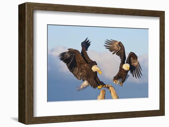 Bald Eagle, Homer, Alaska, USA-Keren Su-Framed Photographic Print