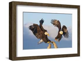 Bald Eagle, Homer, Alaska, USA-Keren Su-Framed Photographic Print