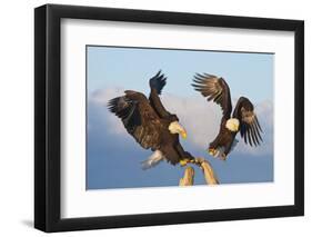 Bald Eagle, Homer, Alaska, USA-Keren Su-Framed Photographic Print