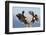 Bald Eagle, Homer, Alaska, USA-Keren Su-Framed Photographic Print