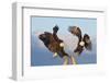 Bald Eagle, Homer, Alaska, USA-Keren Su-Framed Photographic Print