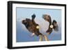 Bald Eagle, Homer, Alaska, USA-Keren Su-Framed Photographic Print