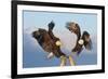 Bald Eagle, Homer, Alaska, USA-Keren Su-Framed Photographic Print