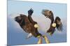 Bald Eagle, Homer, Alaska, USA-Keren Su-Mounted Photographic Print