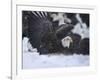 Bald Eagle, Homer, Alaska, USA-Keren Su-Framed Photographic Print