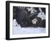 Bald Eagle, Homer, Alaska, USA-Keren Su-Framed Photographic Print