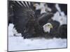 Bald Eagle, Homer, Alaska, USA-Keren Su-Mounted Photographic Print