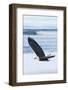 Bald Eagle, Homer, Alaska, USA-Keren Su-Framed Photographic Print