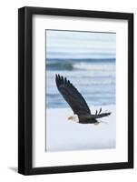 Bald Eagle, Homer, Alaska, USA-Keren Su-Framed Photographic Print