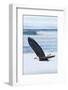 Bald Eagle, Homer, Alaska, USA-Keren Su-Framed Photographic Print