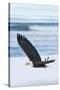 Bald Eagle, Homer, Alaska, USA-Keren Su-Stretched Canvas