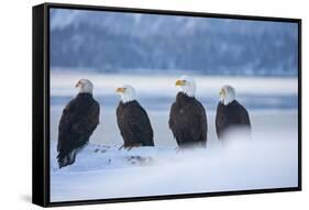 Bald Eagle, Homer, Alaska, USA-Keren Su-Framed Stretched Canvas