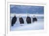 Bald Eagle, Homer, Alaska, USA-Keren Su-Framed Photographic Print