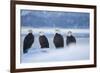 Bald Eagle, Homer, Alaska, USA-Keren Su-Framed Photographic Print