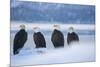 Bald Eagle, Homer, Alaska, USA-Keren Su-Mounted Photographic Print