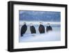 Bald Eagle, Homer, Alaska, USA-Keren Su-Framed Photographic Print