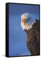 Bald Eagle, Homer, Alaska, USA-Keren Su-Framed Stretched Canvas