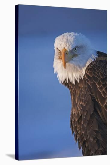 Bald Eagle, Homer, Alaska, USA-Keren Su-Stretched Canvas