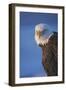 Bald Eagle, Homer, Alaska, USA-Keren Su-Framed Photographic Print