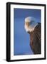 Bald Eagle, Homer, Alaska, USA-Keren Su-Framed Photographic Print