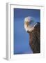 Bald Eagle, Homer, Alaska, USA-Keren Su-Framed Photographic Print