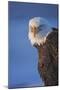 Bald Eagle, Homer, Alaska, USA-Keren Su-Mounted Photographic Print