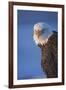 Bald Eagle, Homer, Alaska, USA-Keren Su-Framed Photographic Print