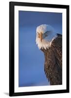 Bald Eagle, Homer, Alaska, USA-Keren Su-Framed Photographic Print