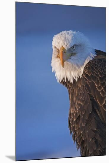 Bald Eagle, Homer, Alaska, USA-Keren Su-Mounted Photographic Print