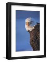 Bald Eagle, Homer, Alaska, USA-Keren Su-Framed Photographic Print