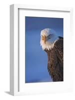 Bald Eagle, Homer, Alaska, USA-Keren Su-Framed Photographic Print