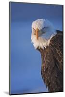 Bald Eagle, Homer, Alaska, USA-Keren Su-Mounted Photographic Print